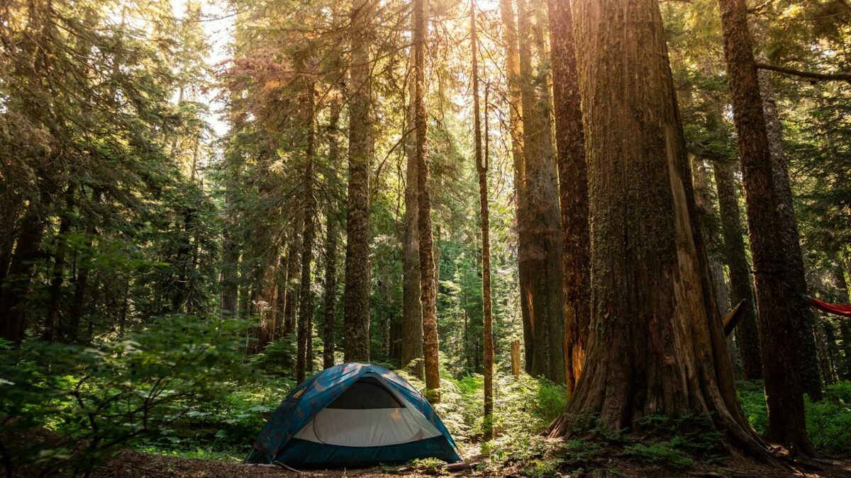 Cozy Grove: Camp Spirit ir klajā uz visām platformām — 8/10 mierīga kempinga sīmulācija par €20,49