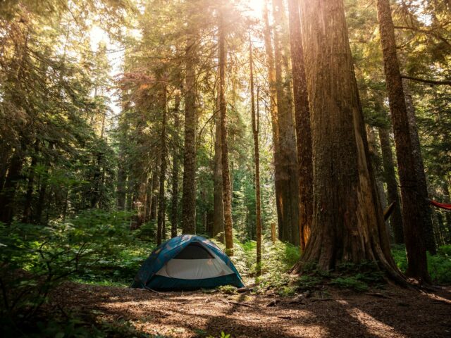 Cozy Grove: Camp Spirit ir klajā uz visām platformām — 8/10 mierīga kempinga sīmulācija par €20,49