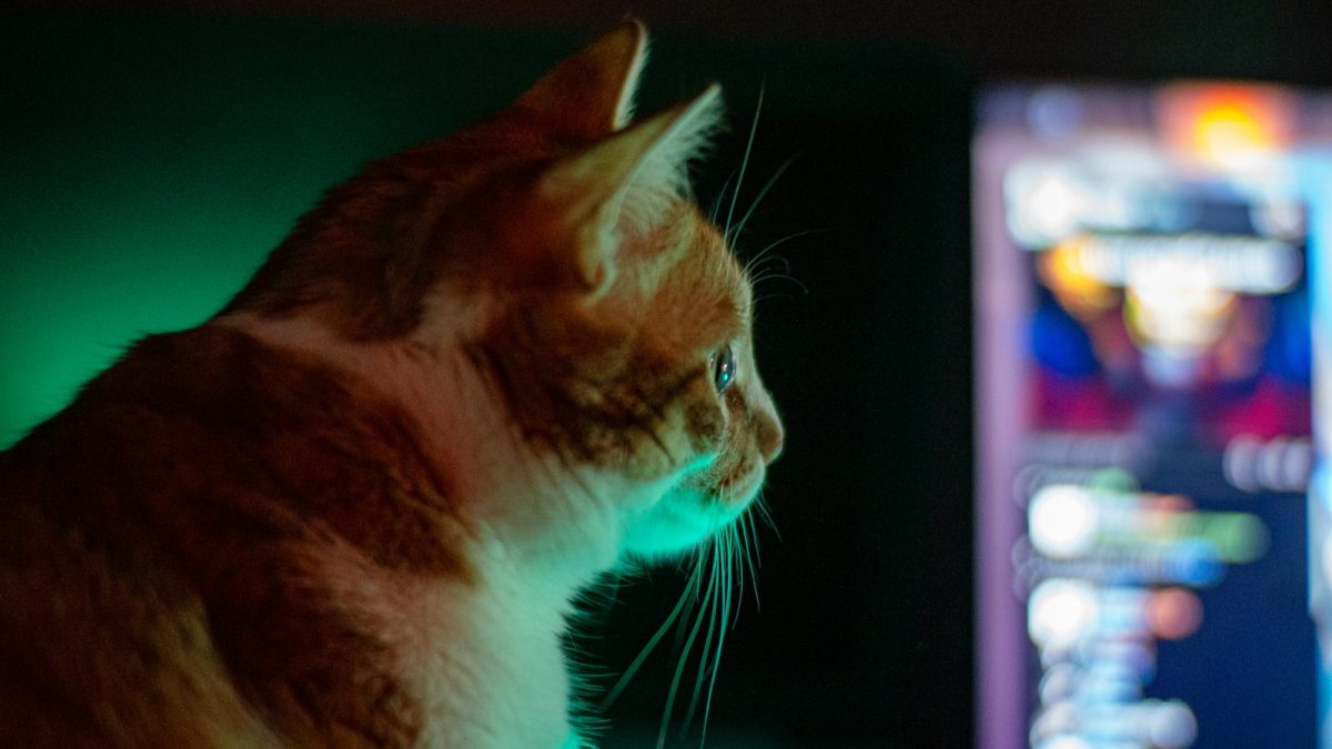 Mewgenics 8. septembrī nāk uz konsolēm: 14 gadus taisītā kaķu taktika sasniedz Switch 2, PS5 un Xbox par 39,99 dolāriem
