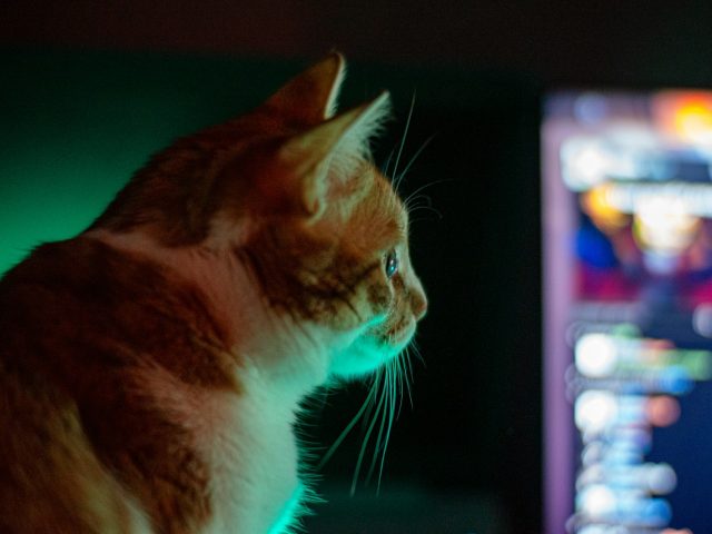 Mewgenics 8. septembrī nāk uz konsolēm: 14 gadus taisītā kaķu taktika sasniedz Switch 2, PS5 un Xbox par 39,99 dolāriem